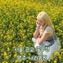 서울 근교 꽃구경 양주 나리농원 유채꽃밭