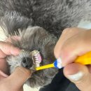 요리조리유치원 이미지