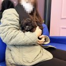 내품안의반려견 - 은평구 연서로27길 14 | 내품안의반려견 마포점 푸들분양 후기