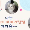김포고양이분양 맘스캣 네이버블로그