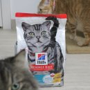 라라그루밍 | 실내묘 맞춤 고양이사료 힐스 인도어치킨 기호성 및 변냄새 솔직 후기