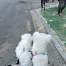 행복하개 애견샵 네이버블로그
