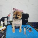 팻키우소 | 군산 애견 미용으로 유명한 여행 중 방문한 애견 간식 천국 &#34;팻키우소&#34;