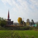 원주굽이길 18코스 반계리은행나무길 이미지