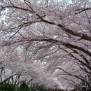 진해 경화역의 벚꽃6 이미지