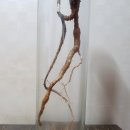 용천농장 Daum카페