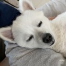 도그마 펫살롱 이미지