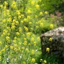 고려수지침 복현지회 이미지