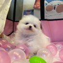 아띠퍼피 이미지