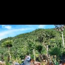 바람꽃뜰 이미지