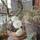 삼양엔틱