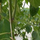 철원군농업기술센터 이미지