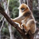 동물이야기 31 #멸종위기종 황금들창코원숭이 이미지