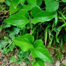 당평초등학교 이미지