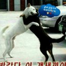 야 이미지