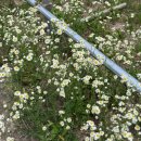 화정양화 | 전주완주풀빌라 : 화정양화 후기(1B) 가족,친구들과함께