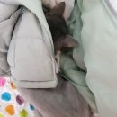 y동물병원 이미지