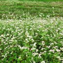 메밀이랑 면이랑 이미지