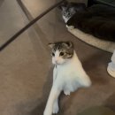 캣 레이크 | [광교/수원 이색데이트] 아이들과 가기좋은 고양이 카페, 광교 미야오에서 제대로 힐링한 후기