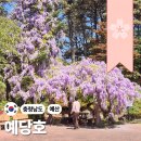 예당관광지 야외음악당 | 여기 왜 아무도 안가요?? 역대급 규모의 "등나무 폭포"
