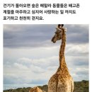 사바나