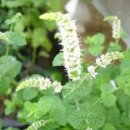 애플민트 이미지