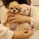 플랜멍 강아지분양 대구본점 이미지