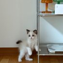 고양이분양 반하나캣 | 파주 고양이분양 반하나캣에서 믿고 분양받은 후기 너무 만족스러워요