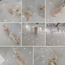 독스하트 구리 이미지