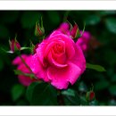 호수공원6로 티스토리