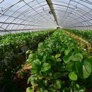 달창농장 이미지