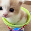 예주