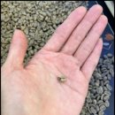 기초로스팅과 향미분석과정 이미지