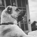 와일드캉갈 이미지