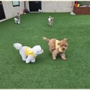 놀러왔댕 이미지