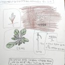 [1-4학년 하늘땅살이] 상강 : 김장 남새 돌보기 이미지