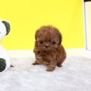 정퍼피클럽 이미지