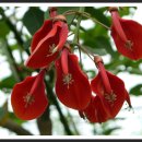 허브아일랜드식물원 이미지