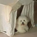 연수동물약국 | 도그송출신 꼬똥드툴레아 분양후기