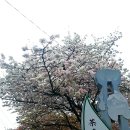 실시간) 하동 화개의 벚꽃엔딩, 꽃비가 내립니다. 너무나 아름다워요! 이미지