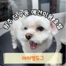 애견사랑 | 원주 애견미용 댕댕이가 먼저 반하는 위생미용 목욕 “아이엠도그” 솔직후기