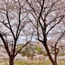 서호천 | 수원핫플 I 서호천 벚꽃을 한 눈에 감상할 수 있는 수원성감리교회 카페라르고에서 반나절동안 벚꽃만개...