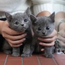 포항사랑실천의집 | 포항고양이분양 청결함이 느껴지는 곳