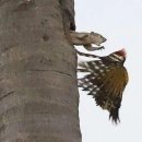 딱따구리PC방 이미지