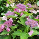 큰나무집 궁중약백숙 이미지