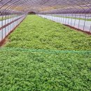 박정원농장 이미지