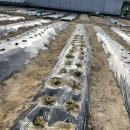 광형농장 이미지