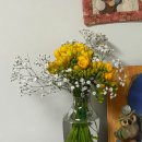 프리지아A | 내돈내산 가성비 강남역 꽃집 추천 | 스노우폭스 플라워(Snowfox Flowers) - 봄맞이 프리지아 선물 후기