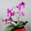 손수피운꽃