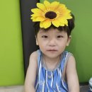 🌻예쁜 해바라기🌻 이미지